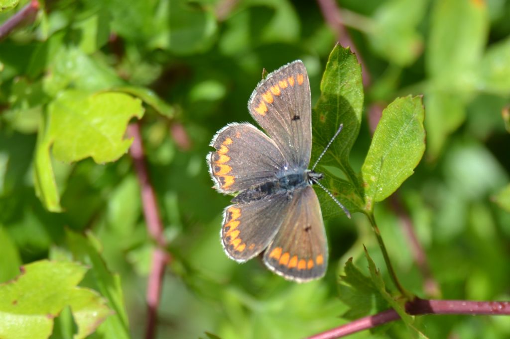 aricia agestis?